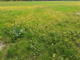 IMG_20200925_110811.jpg