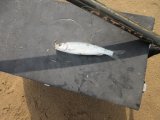 IMG_1598.JPG