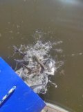 IMG_20210619_073749.jpg