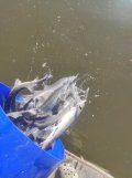 IMG_20210619_074139.jpg