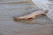 African_Catfish_(Clarias_gariepinus)_landing_on_the_ford_after_its_jump_upstream_..._(16332780...jpg