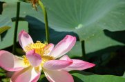 DSC_0458.JPG