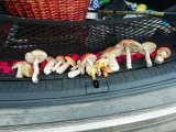 IMG_20210825_161437.jpg