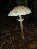 IMG_20210825_160237.jpg
