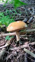 IMG_20210825_141626.jpg