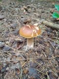 IMG_20210826_132346.jpg