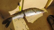 IMG_20210807_081113.jpg