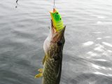 IMG_7677.JPG