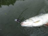 IMG_0190.JPG