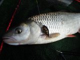 IMG_0205.JPG