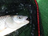 IMG_0210.JPG
