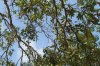 IMG_1138_thumb.jpg