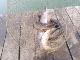 IMG-20211012-WA0004.jpg