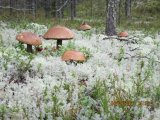 IMG_1733.JPG