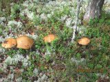 IMG_1730.JPG