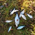 IMG-20211101-WA0006.jpeg