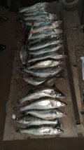 IMG-20211103-WA0001.jpg