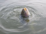 IMG_4097.JPG