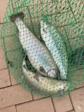 IMG_0736.JPG