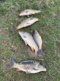 IMG_0781.JPG