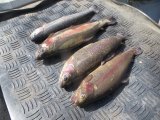 IMG_4158.JPG