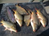 IMG_4171.JPG