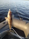 IMG_20220709_053057.jpg