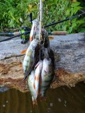 IMG_20220716_062305.jpg