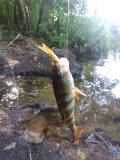IMG_20220719_074047.jpg