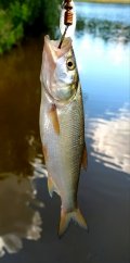 IMG_20220731_120507.jpg