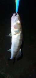 IMG_20220805_014051.jpg