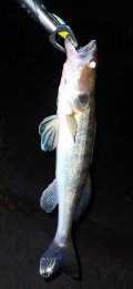 IMG_20220805_015828.jpg