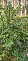 IMG_20220804_123826.jpg