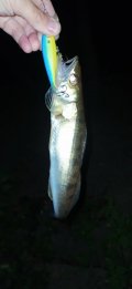 IMG_20220811_005803.jpg