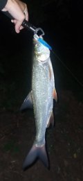 IMG_20220811_034757.jpg