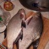 Екатерина 132