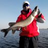 SHARK1248